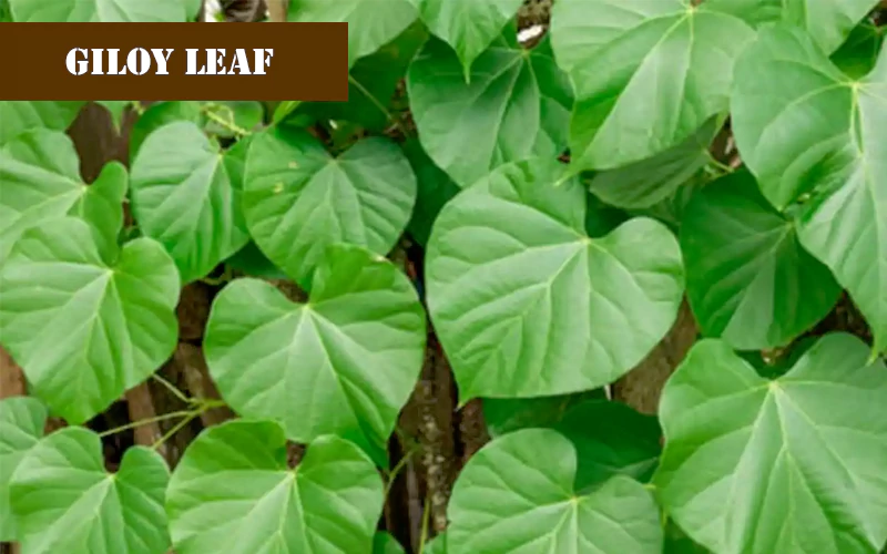 how to use giloy leaves