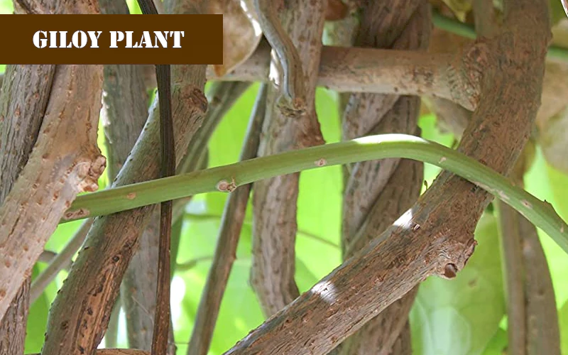 how to identify giloy plant