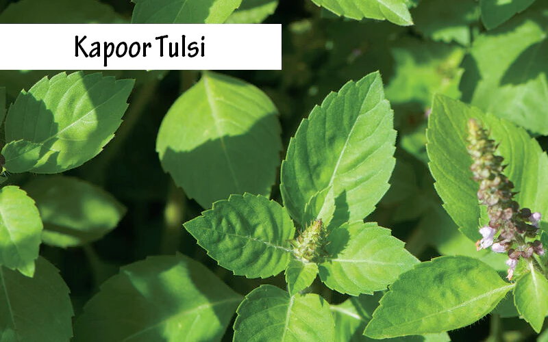 medicinal benefits of kapoor tulsi